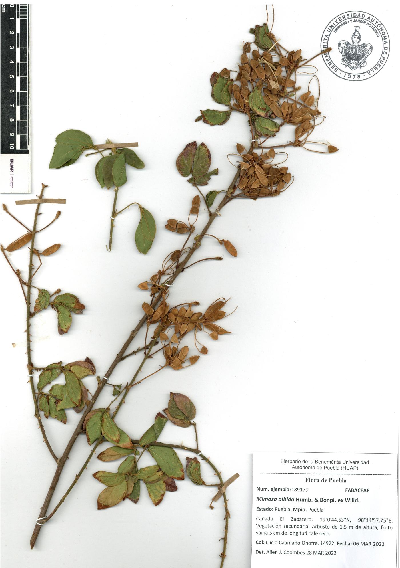 Mimosa albida image