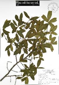 Quercus acherdophylla image