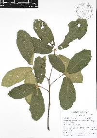 Quercus acherdophylla image