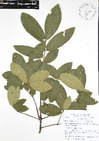 Quercus acherdophylla image