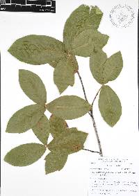 Quercus acherdophylla image