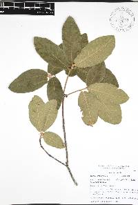 Quercus acherdophylla image