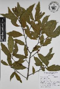 Quercus affinis image