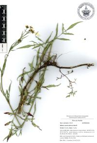 Bidens aurea image