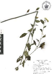 Solanum bulbocastanum image