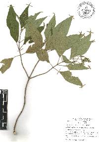 Ageratina glabrata image