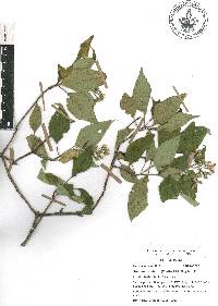 Ageratina glabrata image