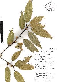 Quercus sartorii image