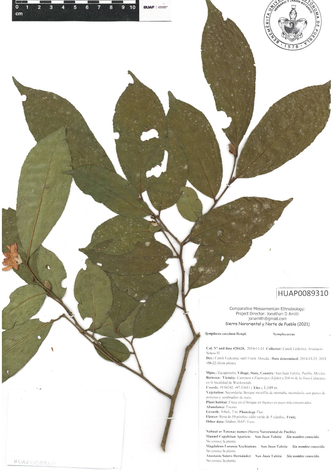 Symplocos coccinea image
