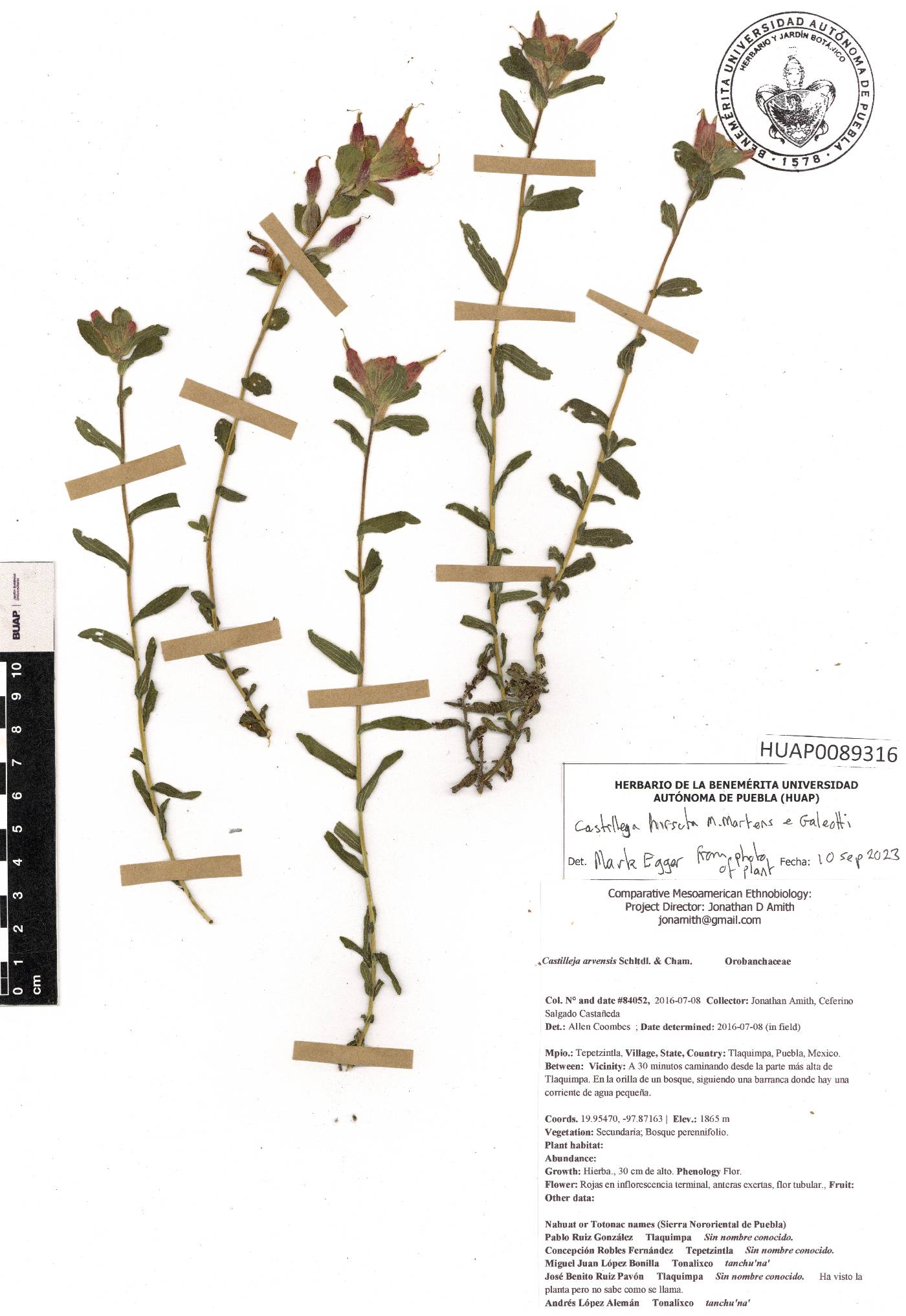 Castilleja hirsuta image