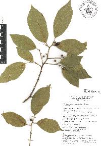 Frangula capreifolia image