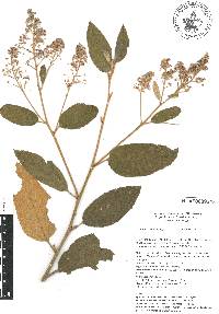 Ceanothus caeruleus image