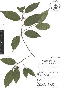 Frangula capreifolia image