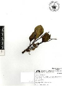 Peperomia obtusifolia image