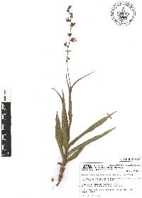 Thyrsanthemum longifolium image