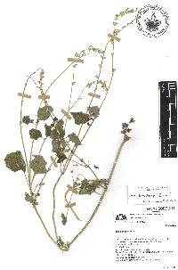 Salvia leptostachys image