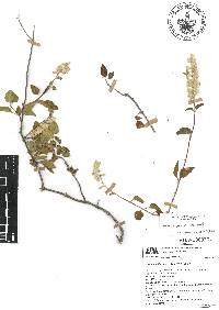 Salvia breviflora image