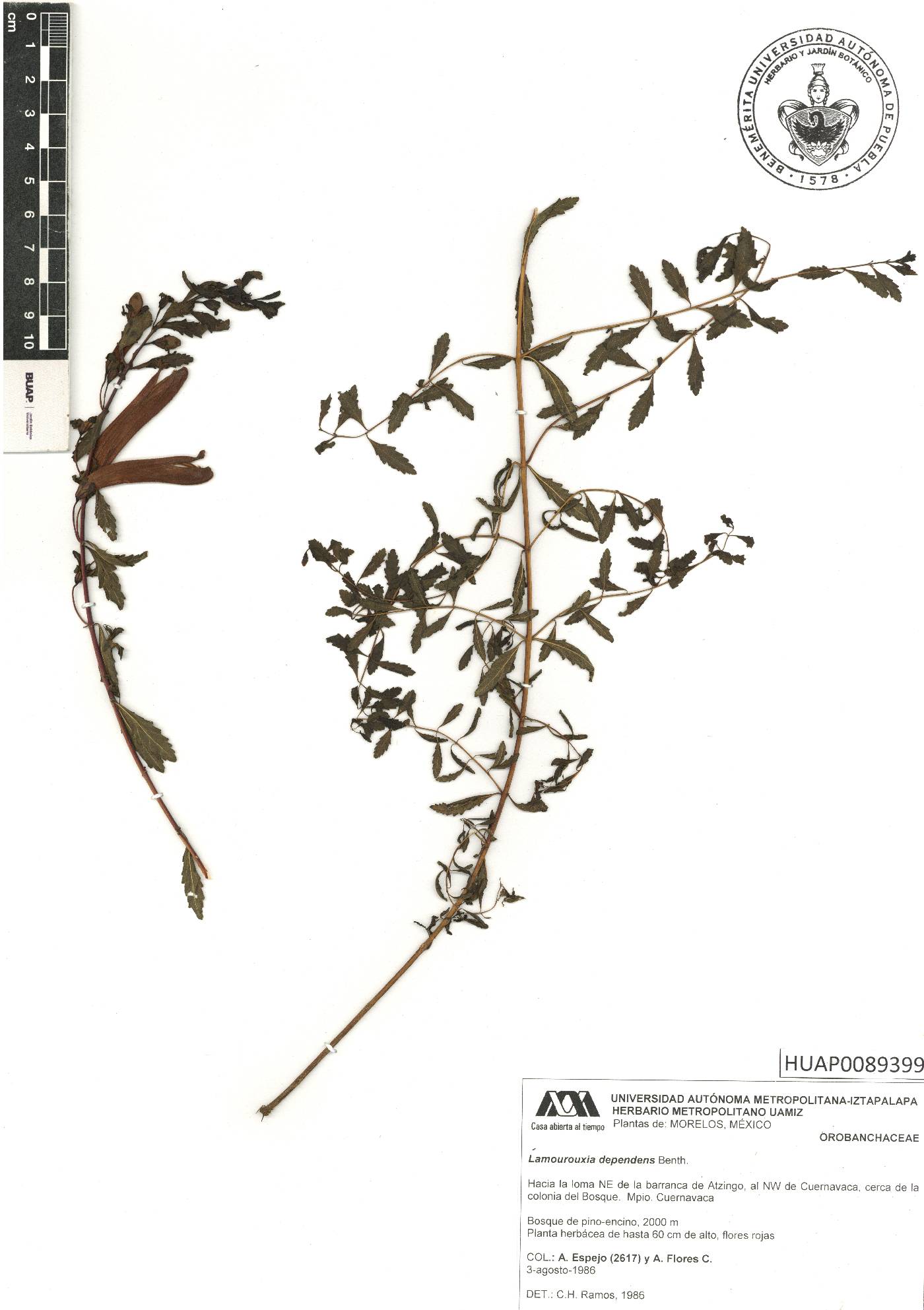 Lamourouxia dependens image