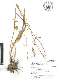 Echeandia paniculata image