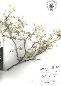 Mimosa brevispicata image