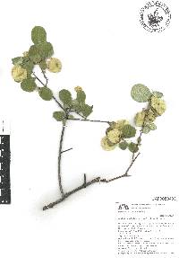 Calcicola parvifolia image