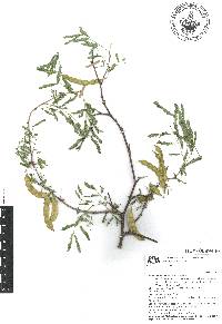 Mimosa brevispicata image
