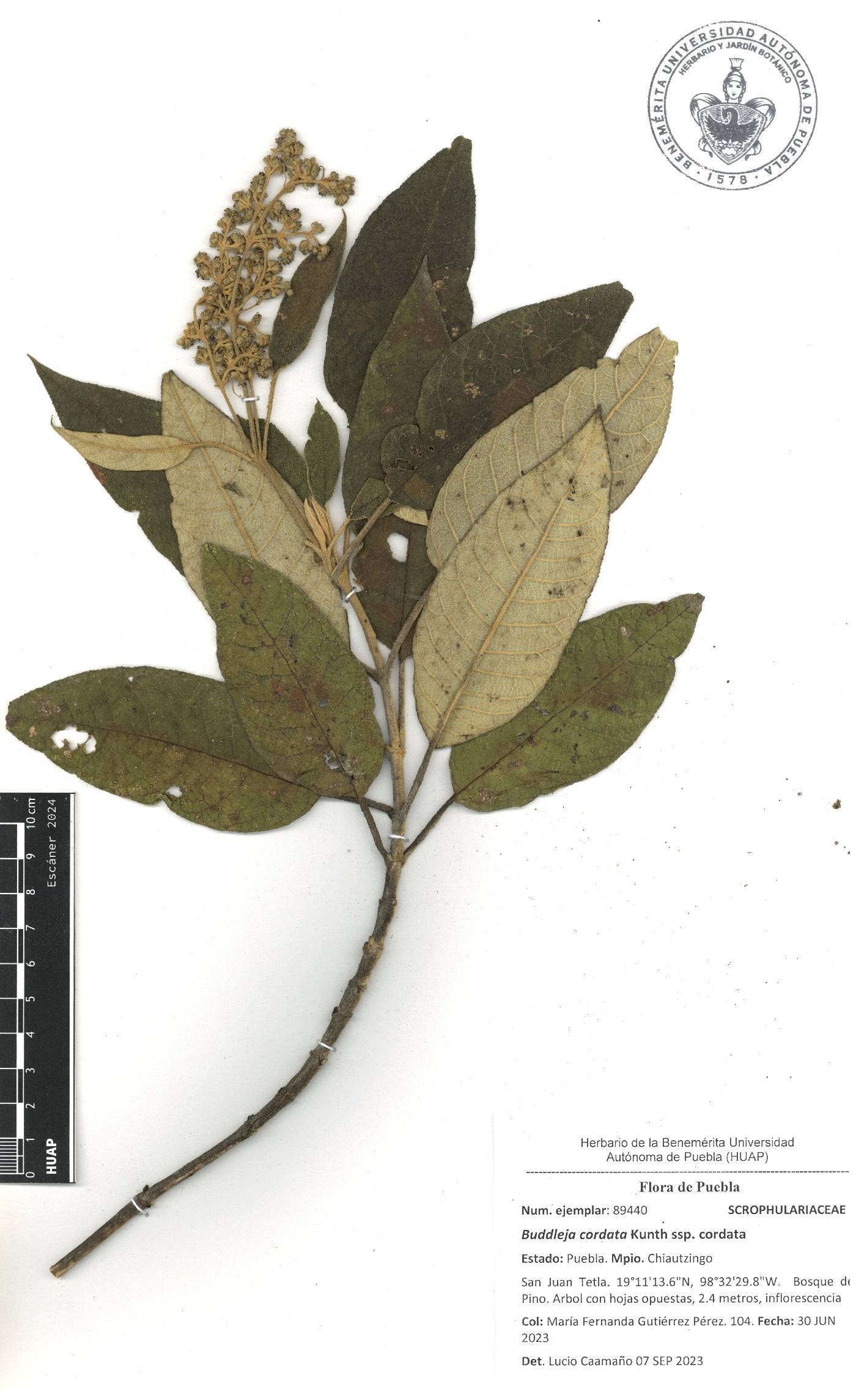 Buddleja cordata image