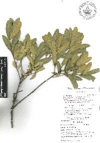 Quercus crassipes image