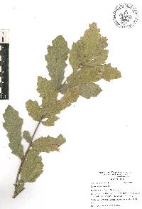 Quercus castanea image