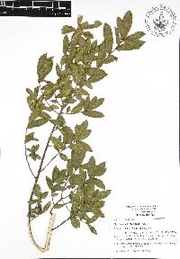 Quercus acherdophylla image