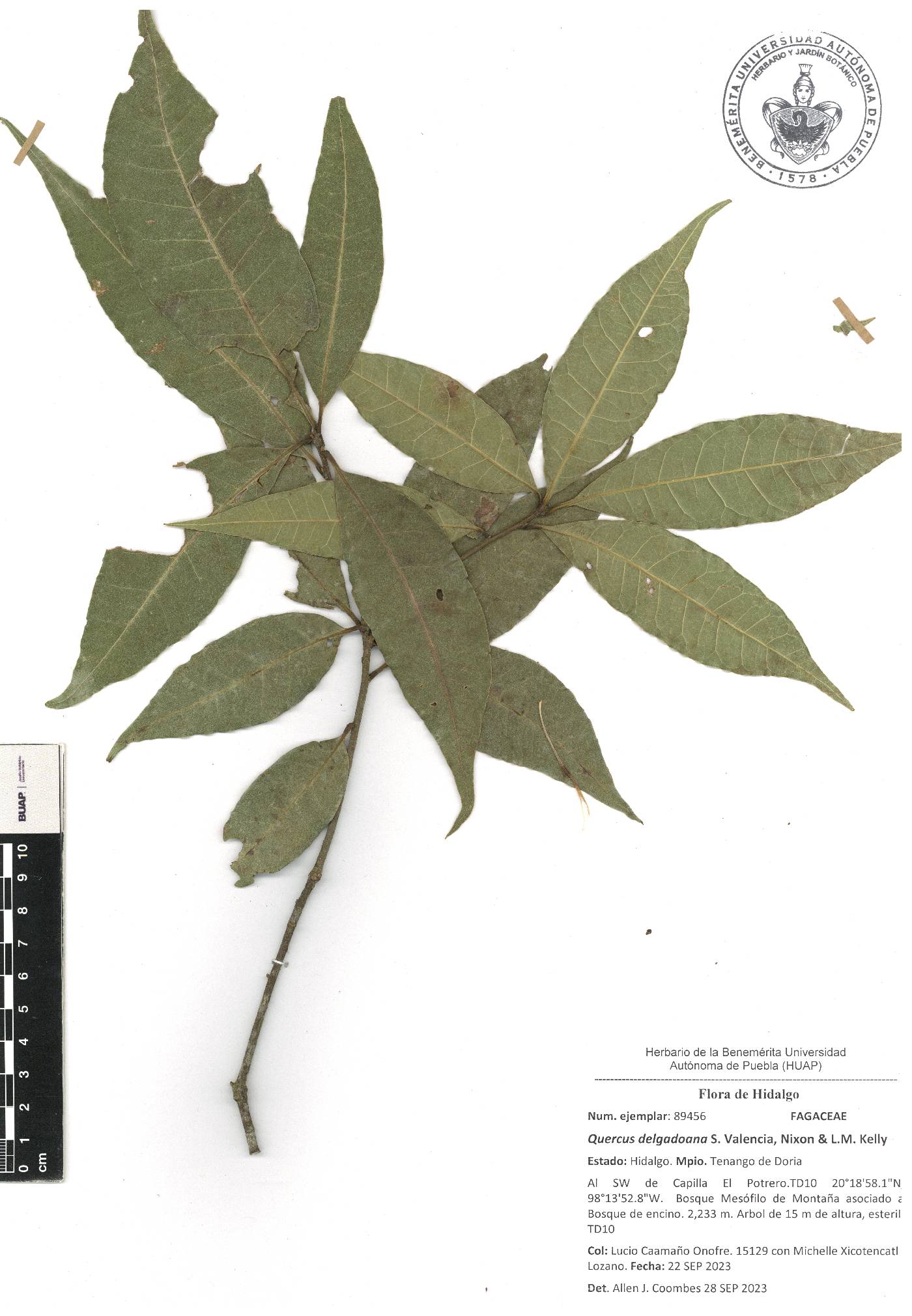 Quercus delgadoana image