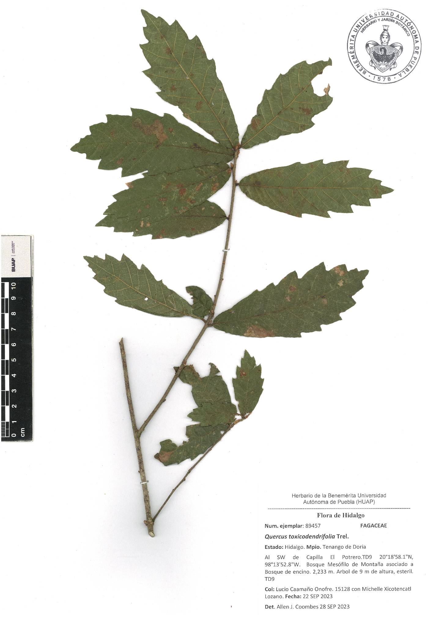 Quercus toxicodendrifolia image