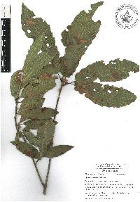 Quercus sartorii image