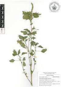 Amaranthus powellii image