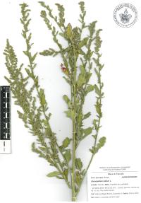 Chenopodium album image