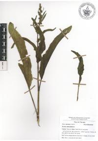 Rumex obtusifolius image