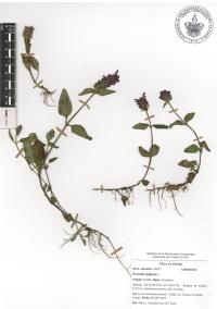 Prunella vulgaris image