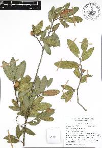 Quercus acherdophylla image