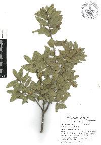 Quercus acherdophylla image