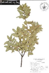 Quercus acherdophylla image