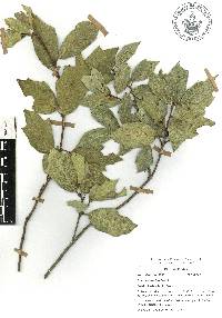 Quercus laurina image