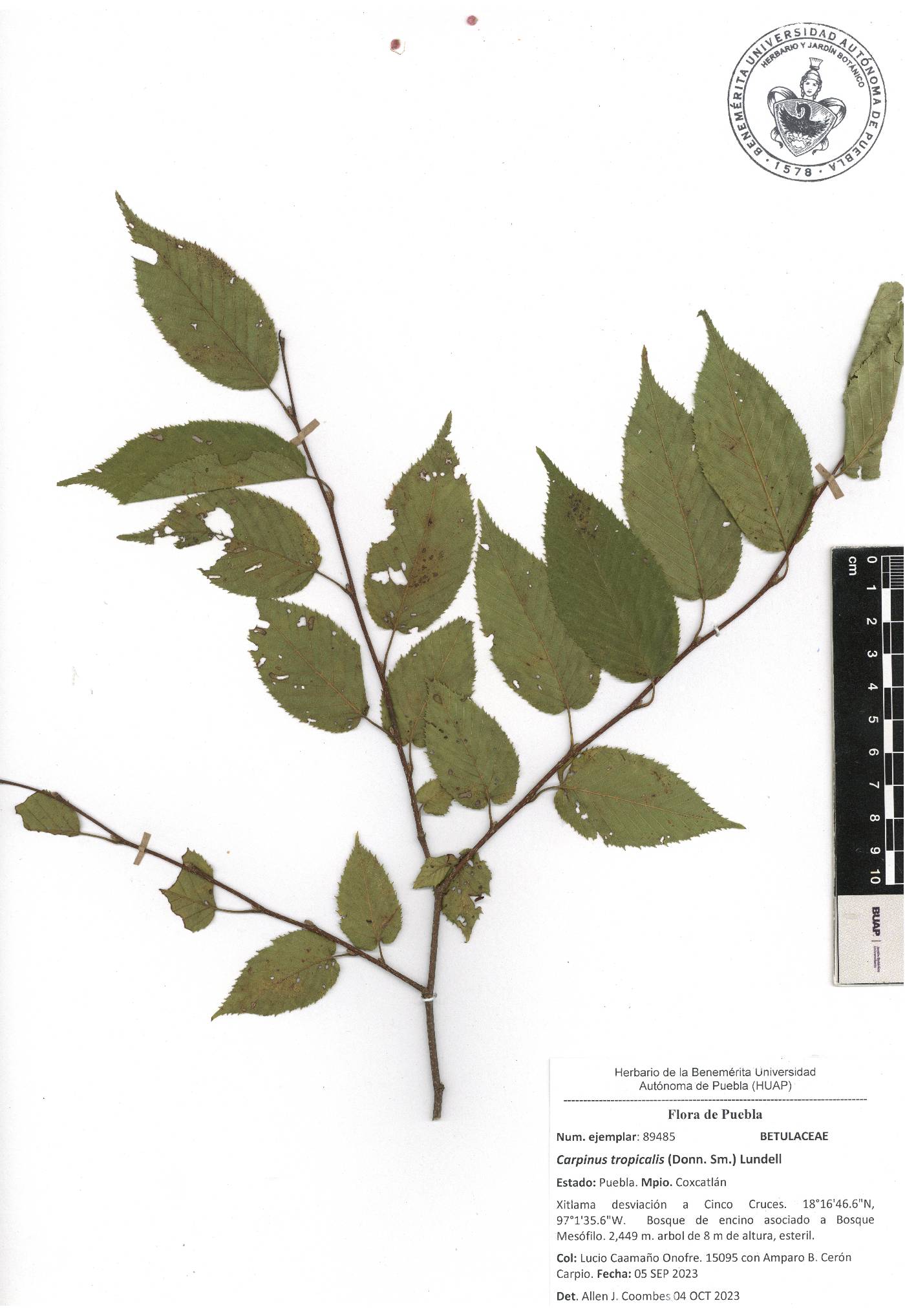 Carpinus tropicalis image