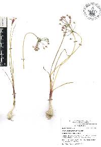 Allium glandulosum image