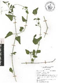 Commicarpus scandens image