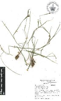 Sisyrinchium micranthum image