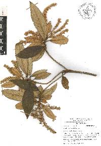 Clethra pringlei image