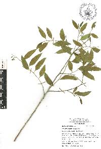 Vallesia glabra image