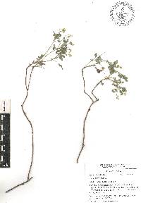 Oxalis frutescens image