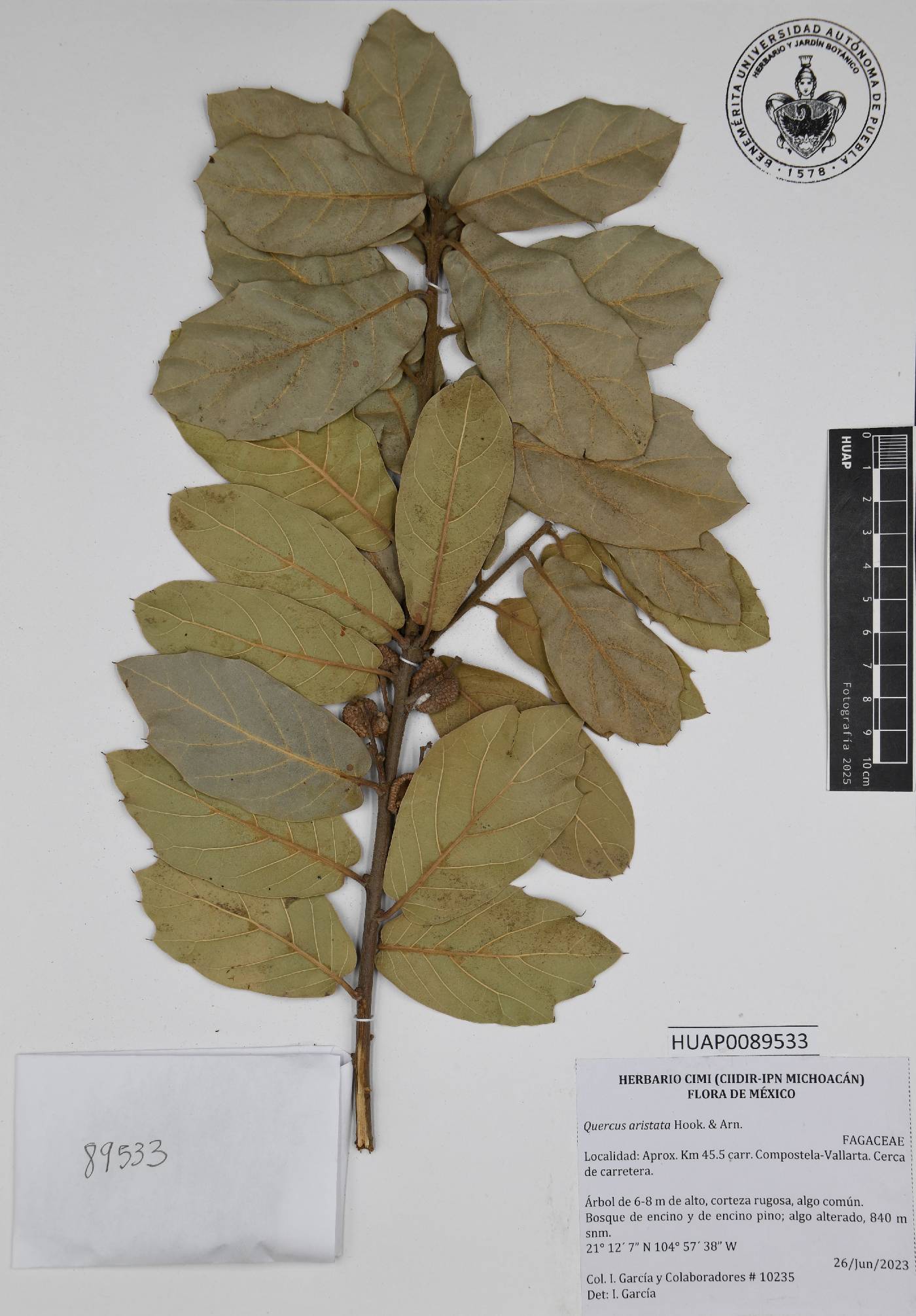 Quercus aristata image