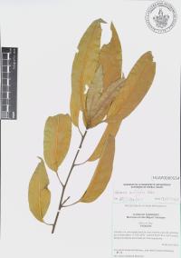 Quercus acutifolia image
